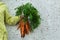 Young boy, kid child hands with homegrown harvest of carrots