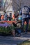 Young Boy Picking Tulips At The National Tulip Day At Amsterdam The Netherlands 23-1-2023