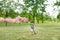 Young boy running trailing a pink smoke flare