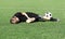 A young boy soccer player injured his leg during the match and ball on the field. Kids injury in sport concept. Copy