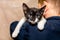 A young boy strokes a black and white kitten in an animal shelter.