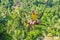 Young boy swinging in the jungle rainforest of Bali island, Indonesia. Swing in the tropics. Swings - trend of Bali