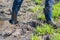 Young boy wading through mud of high tide with blue gumboots after a flood has broken the protecting dike