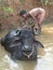 Young boy washes his water buffalo