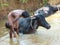 Young boy washes his water buffalo