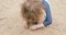 Young boy wearing blue swimwear covers his feet with sand on a beach