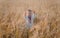 Young boy wearing traditional ukraine clothes in wheat