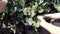 Young Boys Hands Holding Grapes in a Vineyard