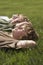 Young Boys Relaxing On Grass