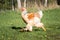 Young Brahma Rooster running over the meadow