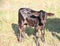 Young brahman calf