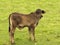 Young brahman cross australian calf baby bull