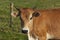 A young Brahman cross cow