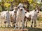 Young Brahman herd on ranch Australian beef cattle
