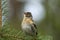 Young brambling, Fringilla montifringilla