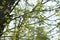 Young branches of acer negundo with new leaves against the sky