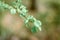 Young branches of a birch in forest