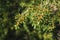 Young branches of green spruce, beautiful forest green background. Texture Close-up.