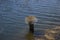 Young branches grow from a stump in a lake