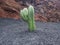 Young branching cactus plant in black volcanic soil