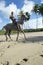 Young Brazilian Riding Horse Bahia Beach Brazil