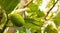 Young breadfruit scientific name: Artocarpus altilis .