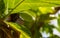 Young breadfruit scientific name: Artocarpus altilis