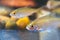 Young bream swims in the aquarium. Freshwater river fish in aquarium