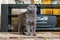 Young breed British fold cat stands in middle of living room and looks up with intelligent eyes.