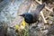 Young Brewer\'s Black bird (euphagus cyanocephalus).