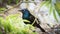 Young Brewer\'s Black bird (euphagus cyanocephalus).