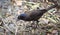 Young Brewer\'s Black bird (euphagus cyanocephalus).