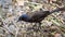 Young Brewer\'s Black bird (euphagus cyanocephalus).