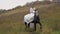 Young bride in white dress is riding horse near wood