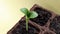 Young bright green zucchini sprout in a peat pot