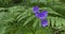 Young bright leaves and flowers of purple bell and fern