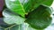 Young brightly green leaf of ficus lyrata. Close-up of lyre-shaped leaves with water drops after watering on windowsill. Evergreen