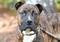 Young brindle male American Pitbull Terrier dog