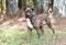 Young brindle male American Pitbull Terrier dog on a leash