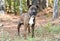 Young brindle male American Pitbull Terrier dog outside on leash