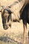 Young brindled gnu at sunset