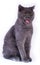 Young British blue cat meowing