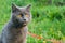 Young British blue shorthair cat in harness on a summer walk