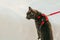 Young British blue shorthair cat in harness on a winter walk