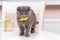 Young british scottish fold cat playing with christmas decorations