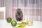 Young british scottish fold cat playing with christmas decorations