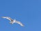 Young British Seagull Flying in the Blue Skies Above Brighton