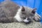 young British shorthair cat with a hamster nearby