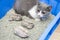 young British shorthair cat with three hamsters nearby