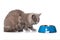 Young british shorthair cat on white background